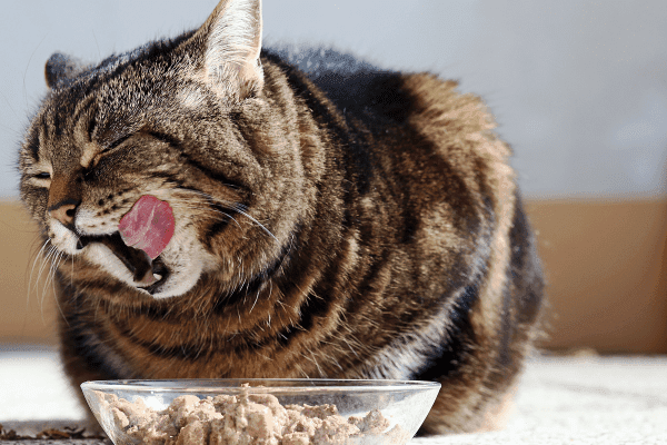 Farmina Cat Food