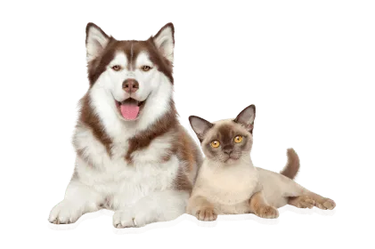 Pet product reviews and care tips for cats and dogs – LumaPaw