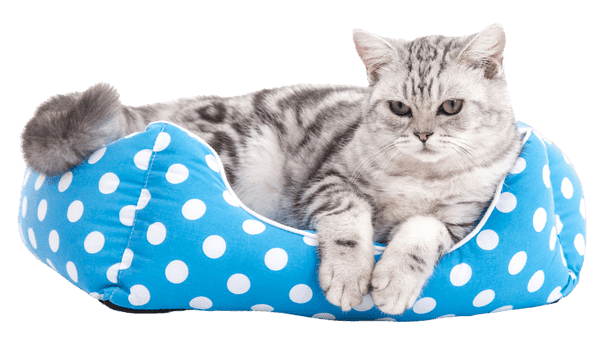 Silver tabby cat resting in a blue polka-dot cat bed