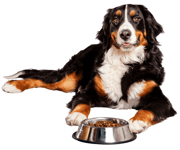 Bernese Mountain Dog relaxing beside a bowl of dry dog food