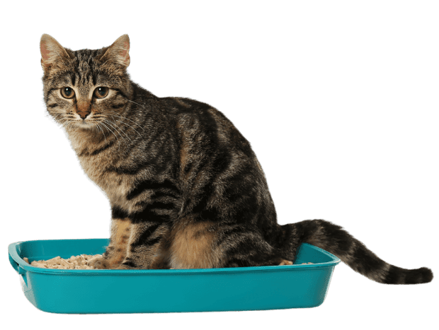 Best litter box setup for indoor cats