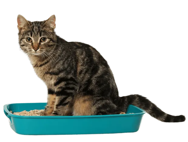 Best litter box setup for indoor cats
