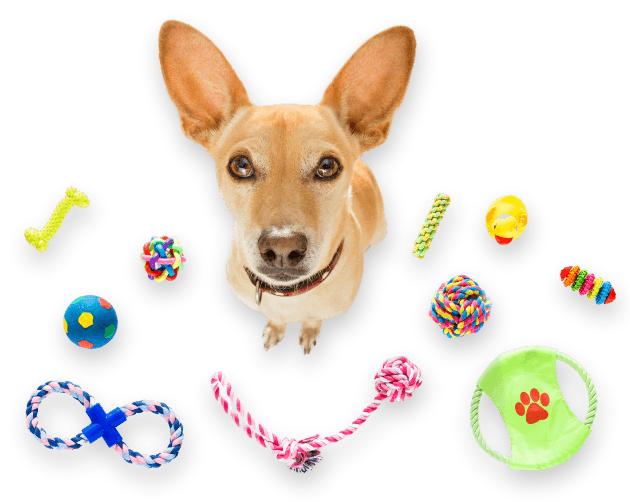 Small dog surrounded by colorful chew toys, ropes, and balls"