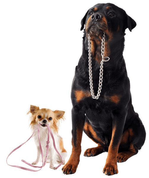 Large Rottweiler and small Chihuahua holding their leashes in mouths
