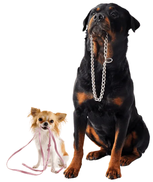 Large Rottweiler and small Chihuahua holding their leashes in mouths