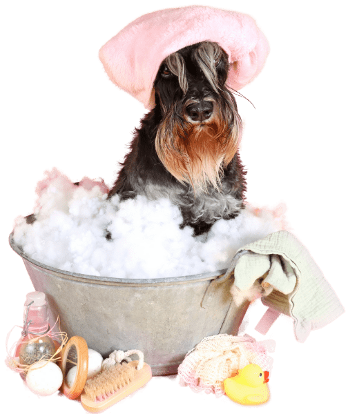 Dog in metal tub with bubbles and grooming supplies wearing a pink towel