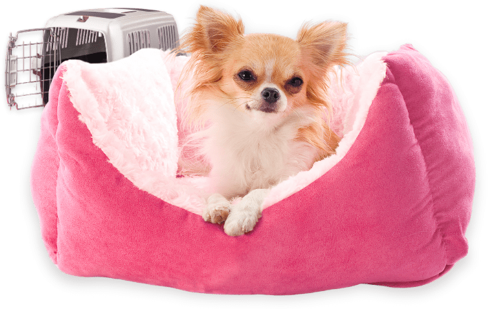 Comfy dog bed and plastic crate setup for small breed dogs