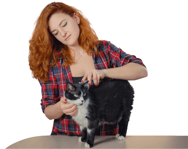 Cat being groomed by owner using grooming tools
