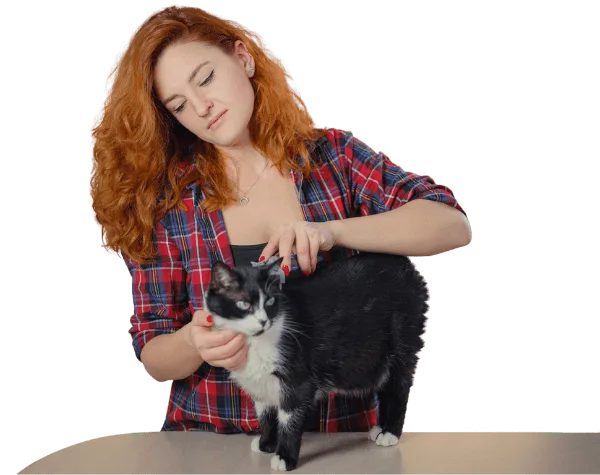 Cat being groomed by owner using grooming tools