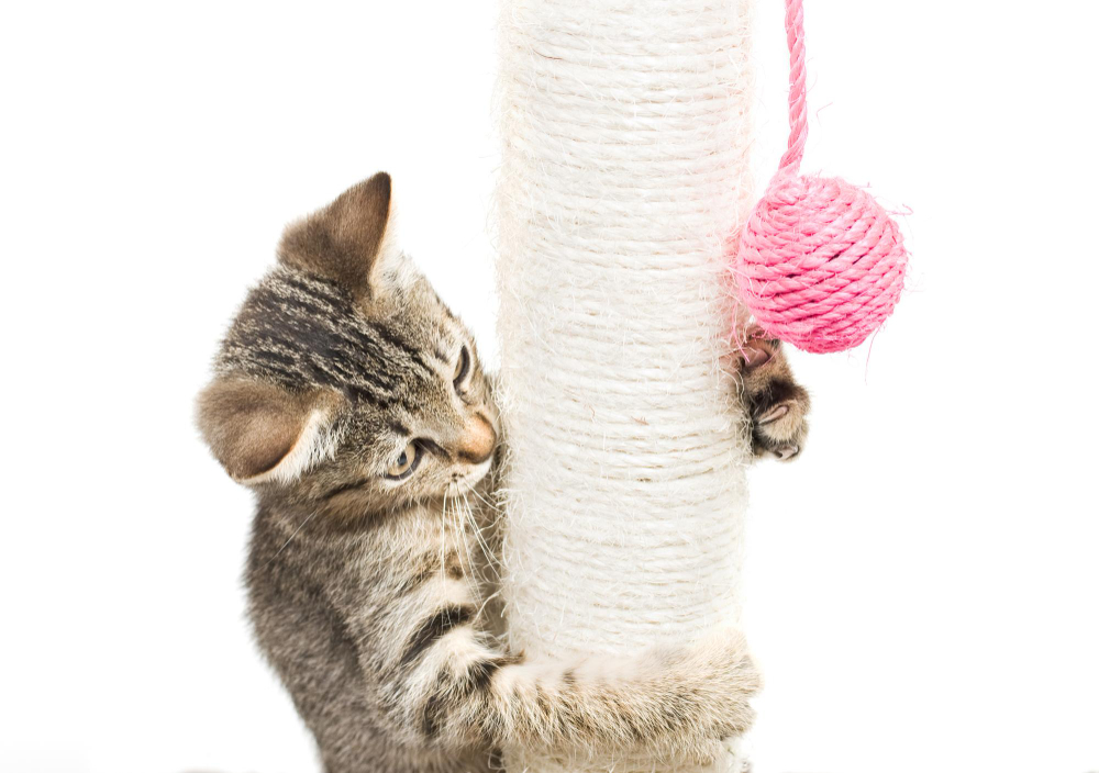 Cat stretching on a sisal scratching post