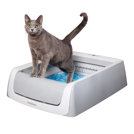 Gray cat standing on the PetSafe ScoopFree Crystal Pro automatic litter box filled with blue silica crystals compatible with Pretty Litter.
