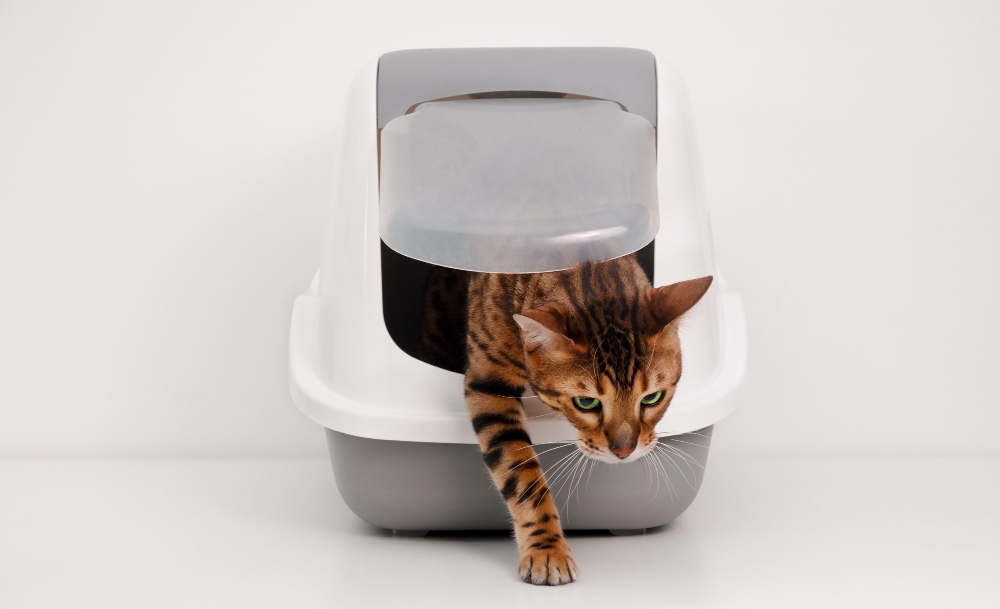 Automatic litter box that works with Pretty Litter crystals, clean and low-dust design for cats.