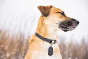 Dog wearing a black leather dog collar with ID tag, looking sideways outdoors in winter.