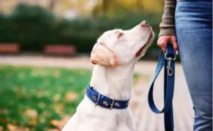 Dog wearing a martingale collar during a walk with owner