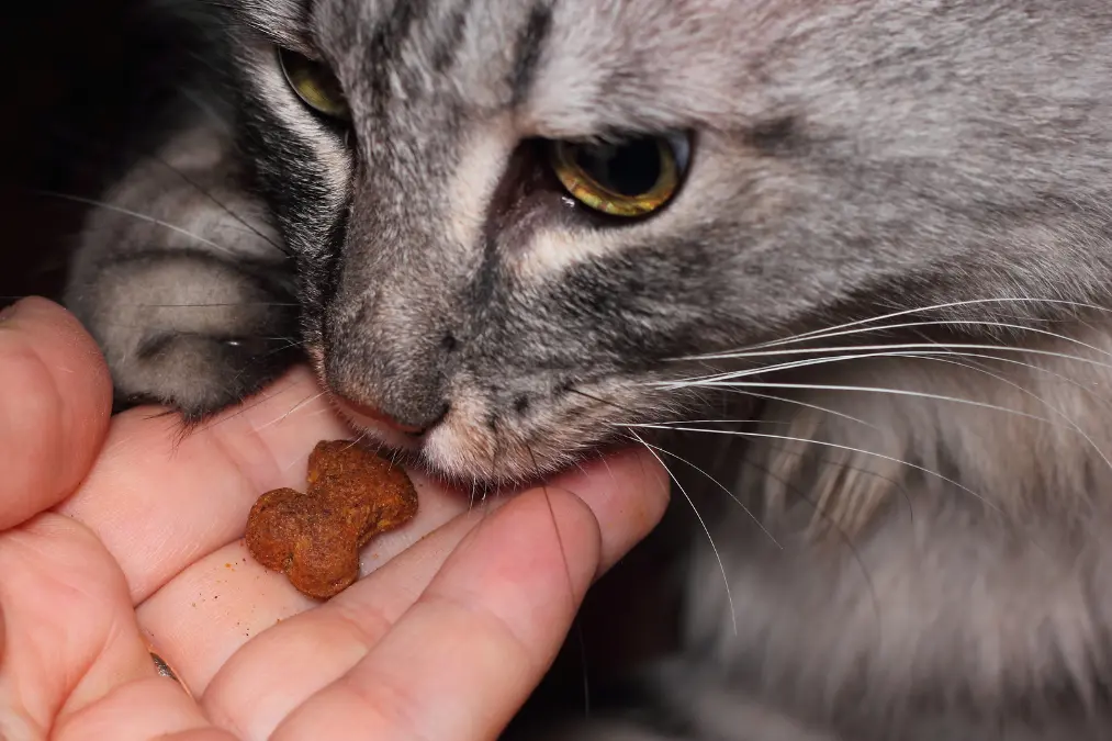 Healthy cat treats – best cat treats from Chewy and Amazon in 2025