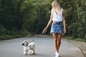 Small dog harness on a small breed walking with owner outdoors