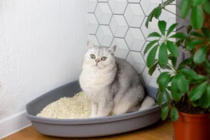Cat standing in a litter box filled with tofu litter