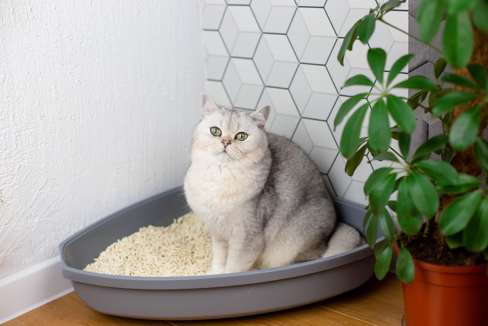 Cat standing in a litter box filled with tofu litter