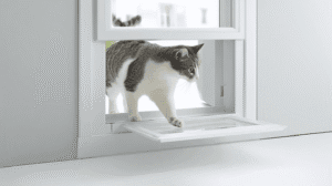 Cat stepping through a cat door for window installed in an adjustable window insert panel.
