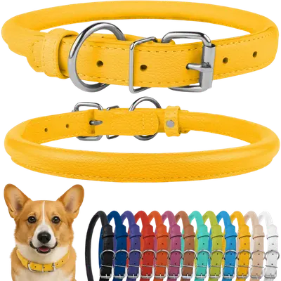 Yellow CollarDirect rolled leather dog collar with silver buckle and narrow round construction
