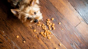 Dog Treat Dispensers
