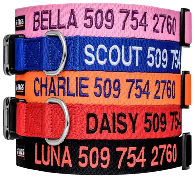GoTags blue nylon dog collar embroidered with a name and phone number
