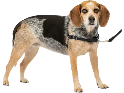 Dog wearing a PetSafe Easy Walk harness with leash attached at the front of the chest