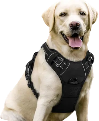 Labrador wearing a black rabbitgoo padded dog harness with front and back leash attachment points